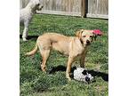 Cali Labrador Retriever Young Female