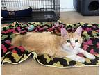 Cosmo - Courtesy Listing American Bobtail Kitten Male