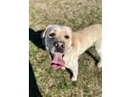 BamBam Labrador Retriever Adult Male