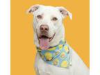 Adopt Casper a German Shepherd Dog, Mixed Breed