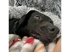 Agatha Labrador Retriever Young Female