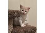 Ezra Domestic Shorthair Kitten Male