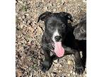 Mini Black Mouth Cur Puppy Female