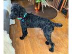 POLO STANDARD POODLE Poodle (Standard) Adult Male