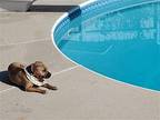 Shay Labrador Retriever Adult Female