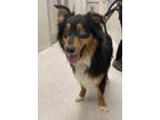 Dunn Australian Shepherd Adult Male