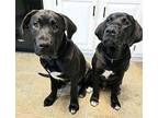 PUPS LITTLE JOE & BIG MOE Labrador Retriever Young Male