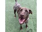Adopt Zion a Catahoula Leopard Dog, Mixed Breed