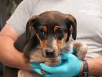 Willow Labrador Retriever Young Female