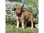 PUPPY BIANCA Australian Shepherd Puppy Female