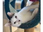 Taylor Domestic Shorthair Kitten Female
