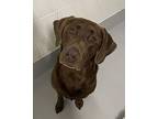 Birch Labrador Retriever Adult Male