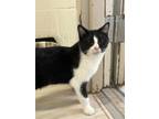 Adopt Keenan a Domestic Short Hair