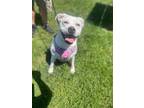 Mia~ SPONSORED & Housebroken! Boxer Young Female