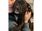 Athena Rottweiler Puppy Female