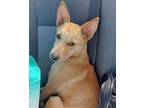 Bagel - NN Labrador Retriever Young Female