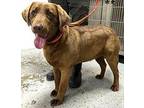 Annie Labrador Retriever Young Female