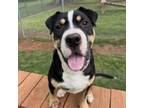 Adopt Canoodle a Pit Bull Terrier
