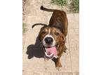 Adopt Lil Man a Plott Hound, Pit Bull Terrier
