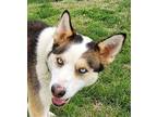 DANICA Husky Young Female