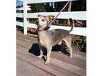 SAM SILVER Chihuahua Adult Male