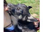 Judy Husky Puppy Female