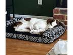Coconut St. Bernard Adult Male