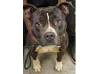 Duke American Pit Bull Terrier Adult Female
