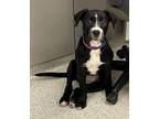 Peggy Mixed Breed (Medium) Puppy Female