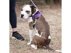 Soy Bean American Staffordshire Terrier Young Male