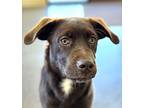 Ollie Labrador Retriever Puppy Male