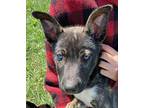 Matthew Husky Puppy Male