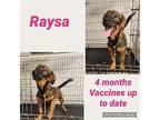 Raysa Dachshund Puppy Female