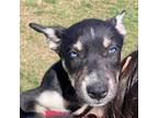Charlotte Husky Puppy Female