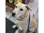 Remy Labrador Retriever Young Female