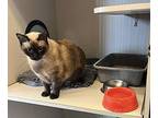 Caliope 3 Siamese Adult Female