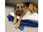 Jade German Shepherd Dog Senior Female