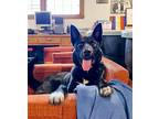 Henry German Shepherd Dog Young Male