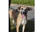 Diamond Labrador Retriever Young Female