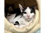 Sahara Domestic Shorthair Kitten Male