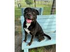 Adopt Batman a American Staffordshire Terrier