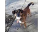 Adopt Snickers a Beagle, Feist
