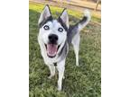 Adopt Aries a Siberian Husky