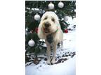 Adopt Burrow a Golden Retriever, Standard Poodle