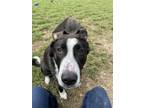 Adopt Jericho a Saint Bernard, Mixed Breed