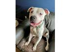 Adopt Brantley aka Leo a American Staffordshire Terrier