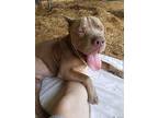 Adopt Clint a Shar-Pei, Terrier