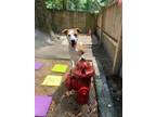 Adopt Tanner (once Bouda) a Hound, American Staffordshire Terrier