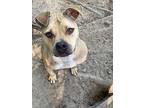 Adopt Abe a Black Mouth Cur, Terrier