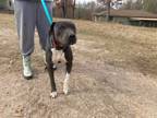 Adopt Blue (Buster) a American Staffordshire Terrier